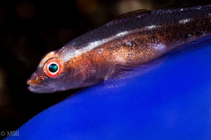 Goby on blue tunicate. by Mehmet Salih Bilal 